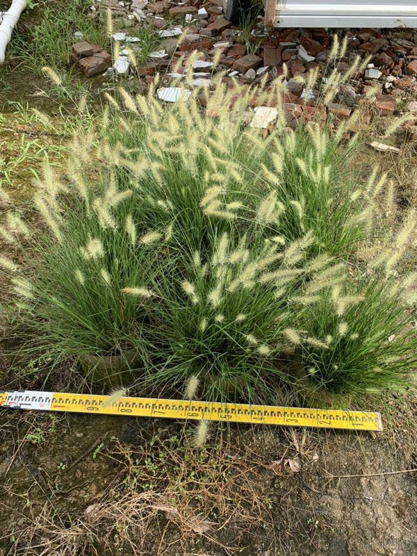 铺地狼尾草