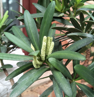 大理罗汉松棒状雄花（雏期）