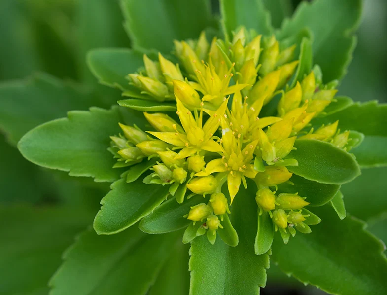 费菜（花）