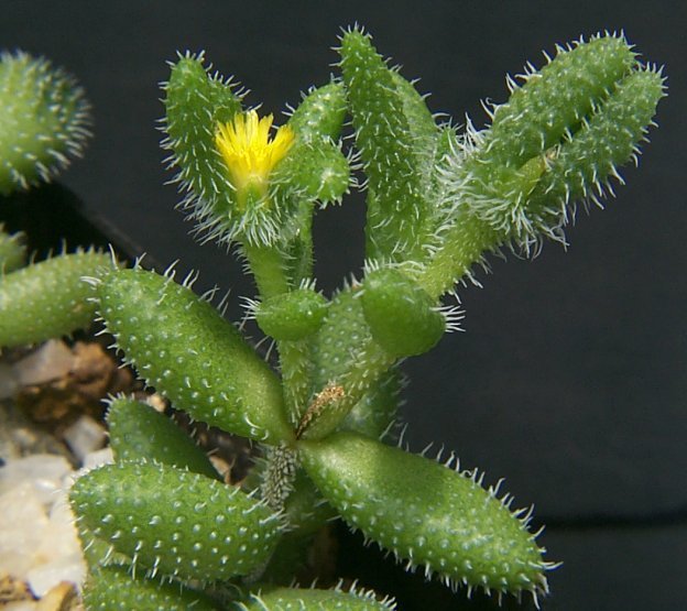 刺叶露子花