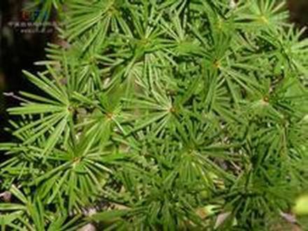 黄花落叶松