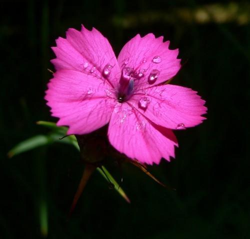 花瓣有脉纹，边缘锯齿状