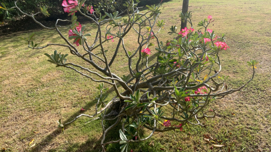 沙漠玫瑰