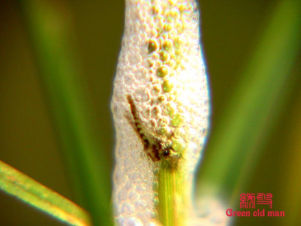 沫蝉