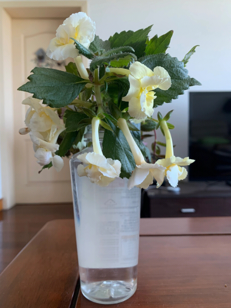 长筒花