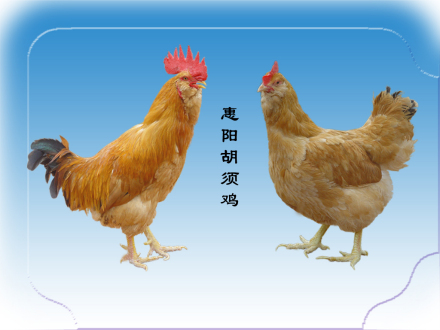 惠阳胡须鸡