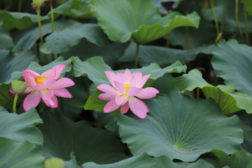 莲-花