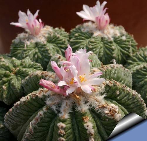 花笼