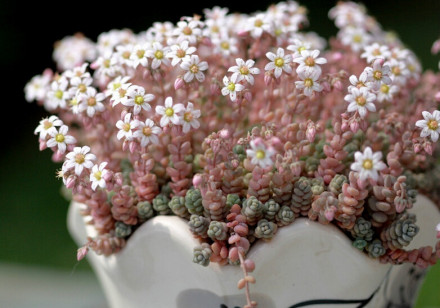 开花