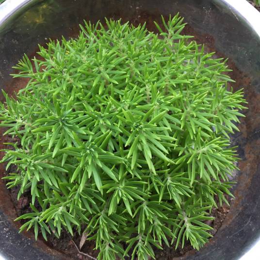 双角草