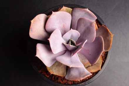 E. 'Lolita'