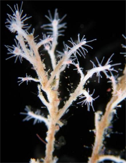 灯塔水母（水螅体） 