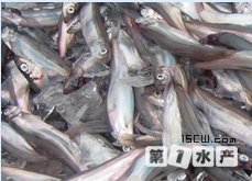 毛鳞鱼