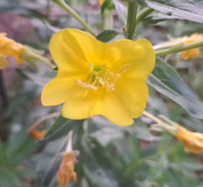 月见草的花