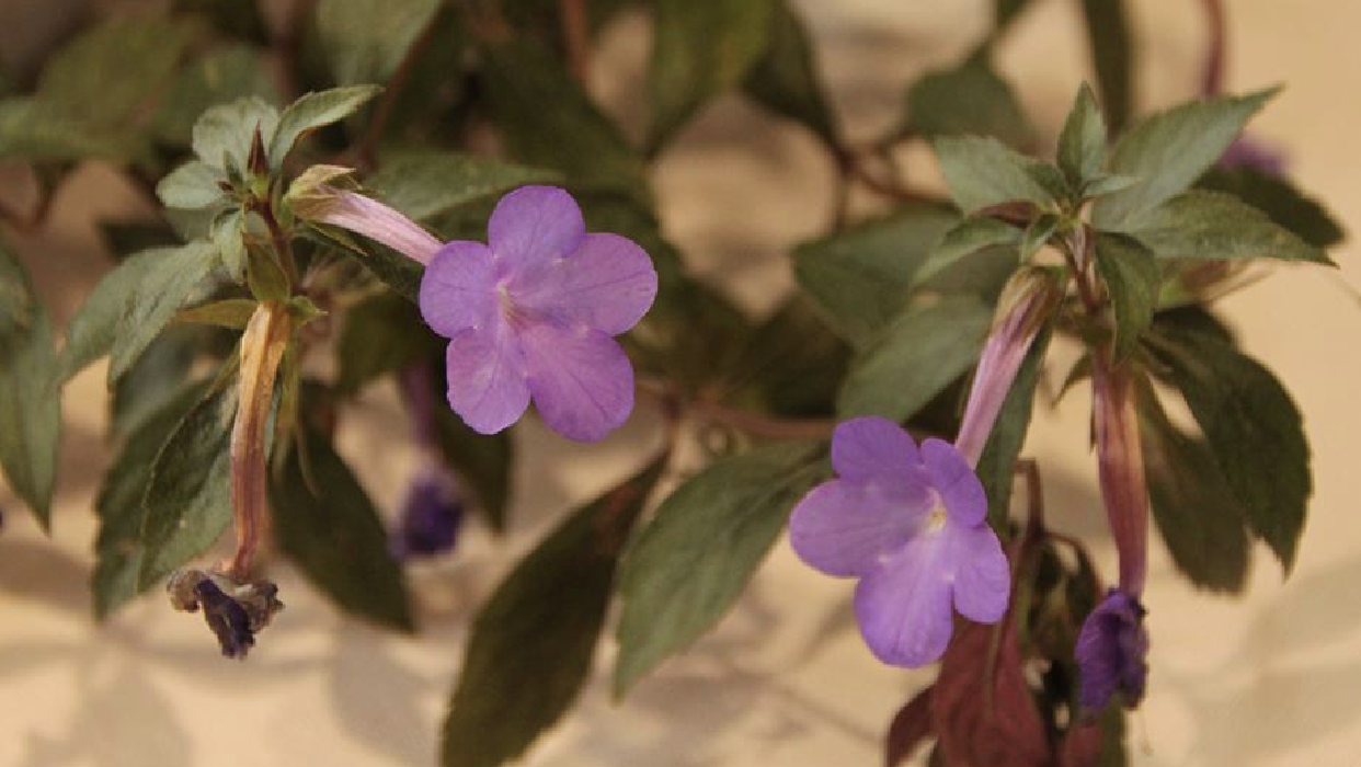 长筒花