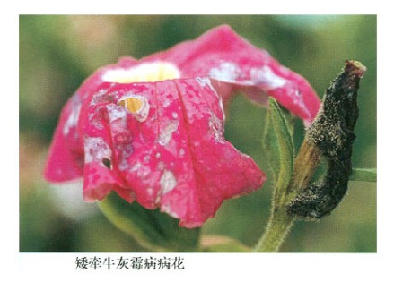 矮牵牛白霉病 