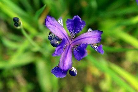 鸾尾花