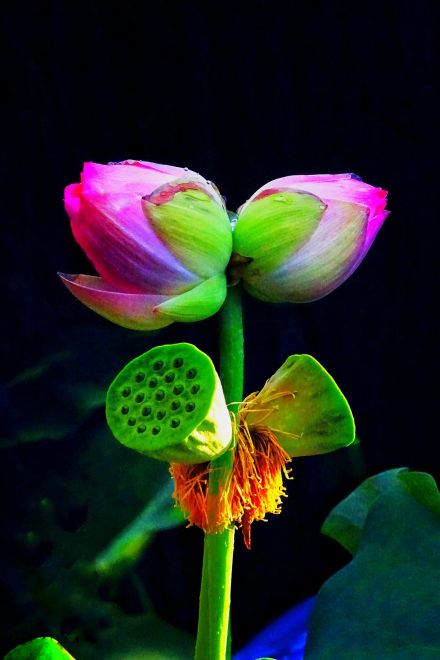 并蒂莲花
