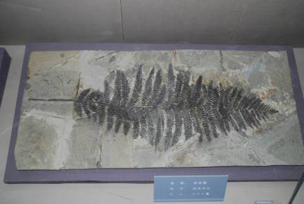 植物化石9