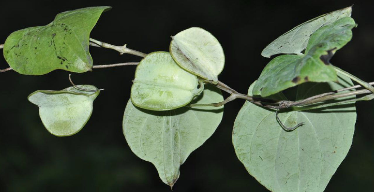 小花盾叶薯蓣