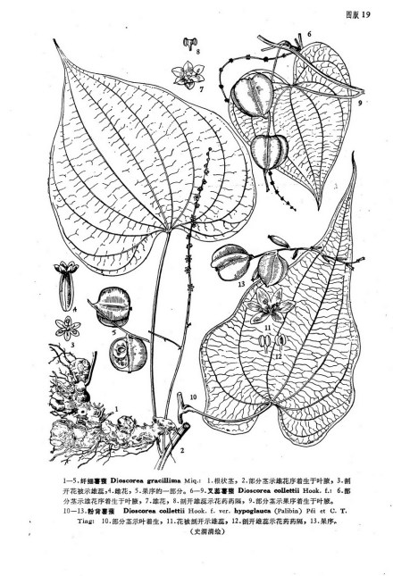 纤细薯蓣线稿图 