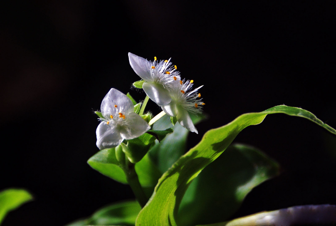 白花紫露草