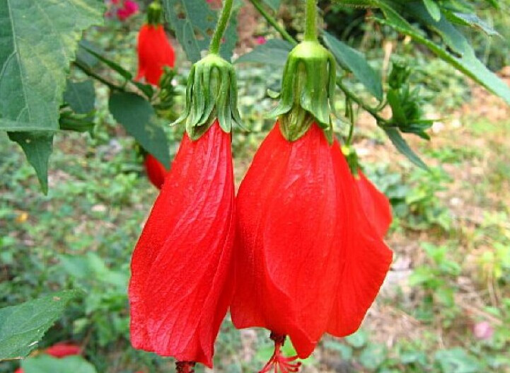 悬铃花
