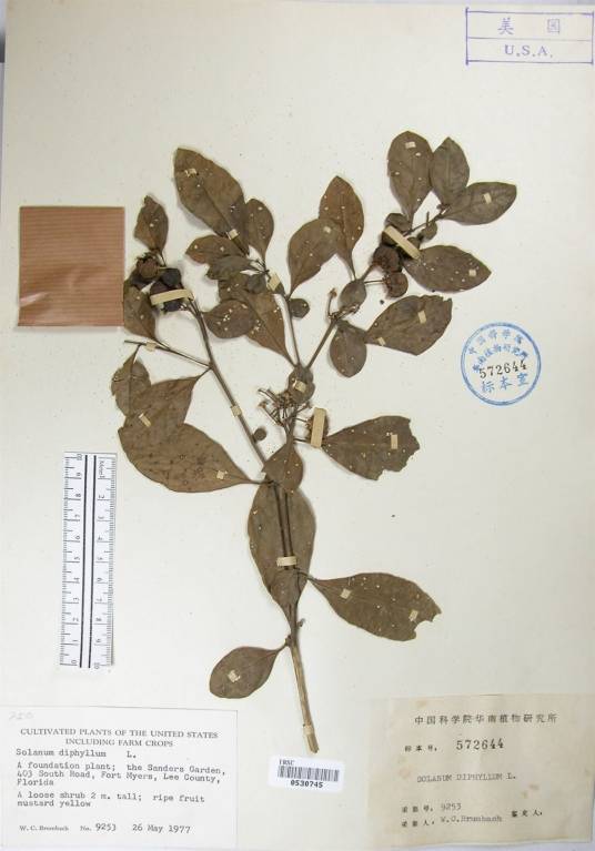 黄果龙葵