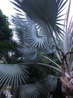 霸王棕