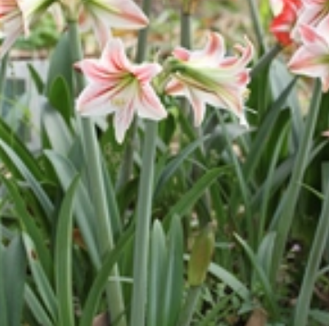 花朱顶红 
