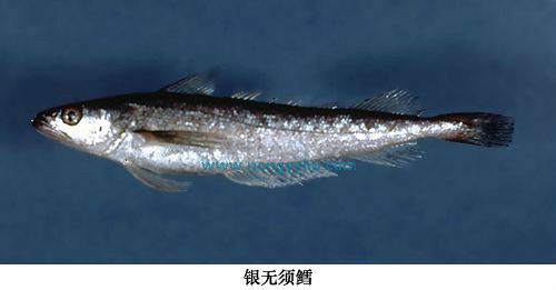 银无须鳕