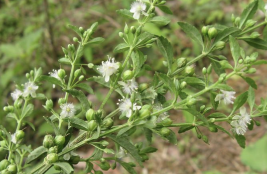野甘草