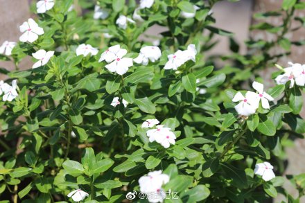 白长春花