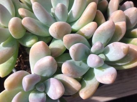 ‘Blue Giant’