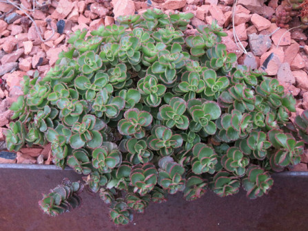 拍摄于墨尔本皇家植物园（RBG Melbourne）