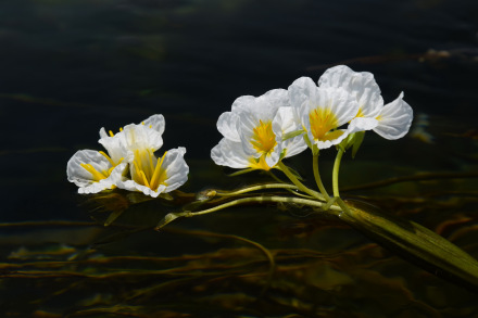 靖西海菜花