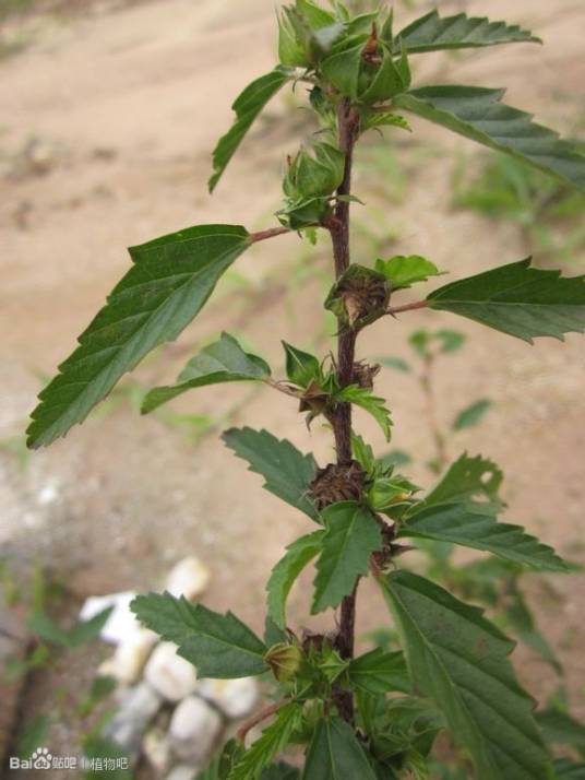 穗花赛葵