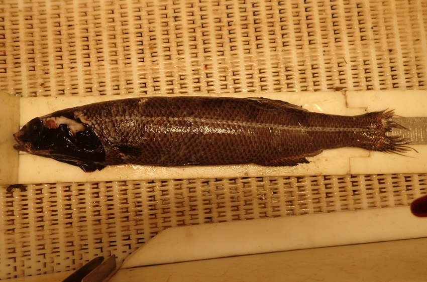Alepocephalus bairdii