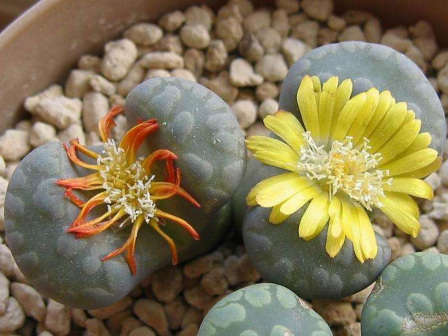 生石花