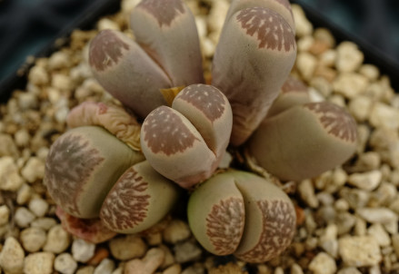 茧形玉