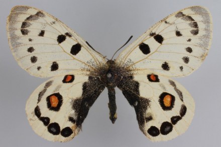 四川绢蝶♀背面