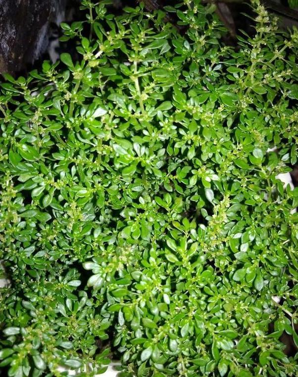小叶冷水花植株