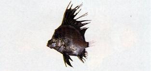帆鳍鱼