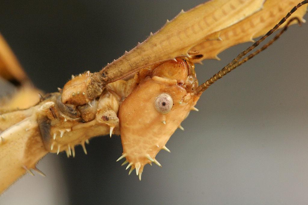 Extatosoma tiaratum 的头部