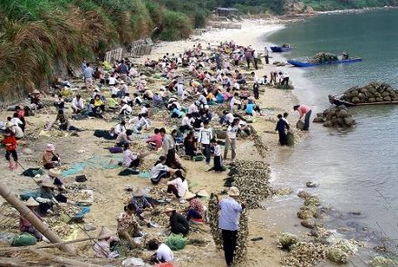 图3 东南澳岛太平洋牡蛎养殖场