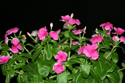 长春花