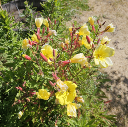 黄花月见草