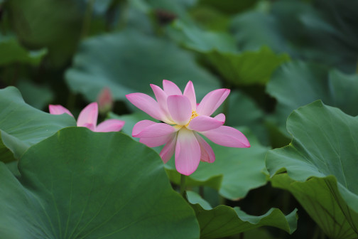 莲-花