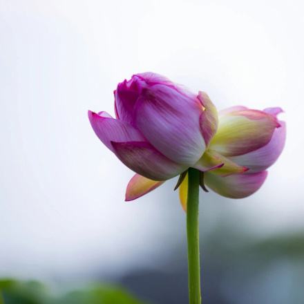 并蒂莲花
