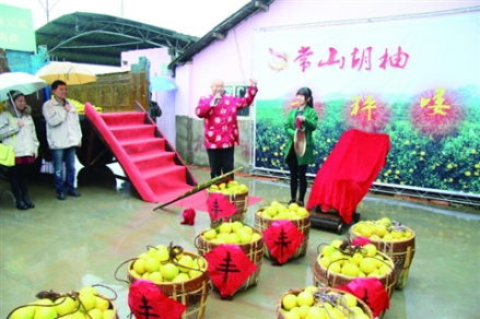 胡柚节开秤喝彩